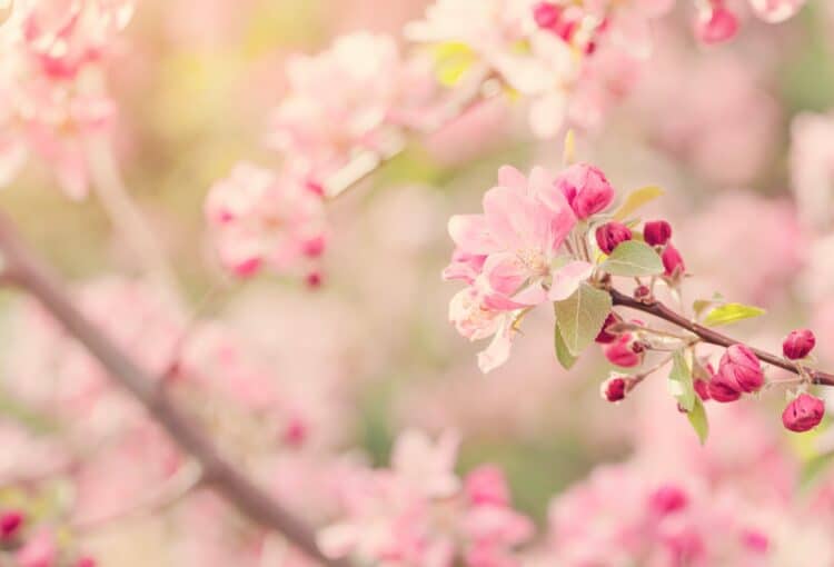 primavera e malattie stagionali