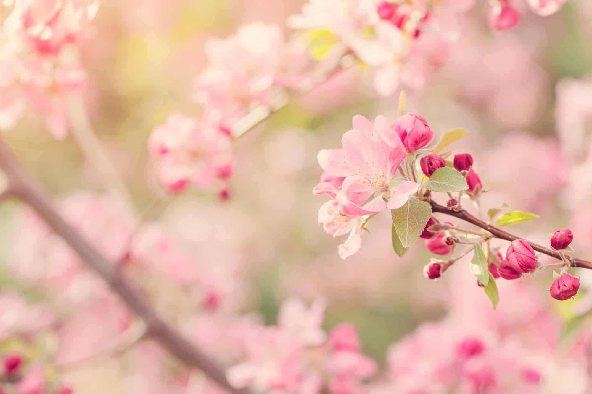 primavera e malattie stagionali