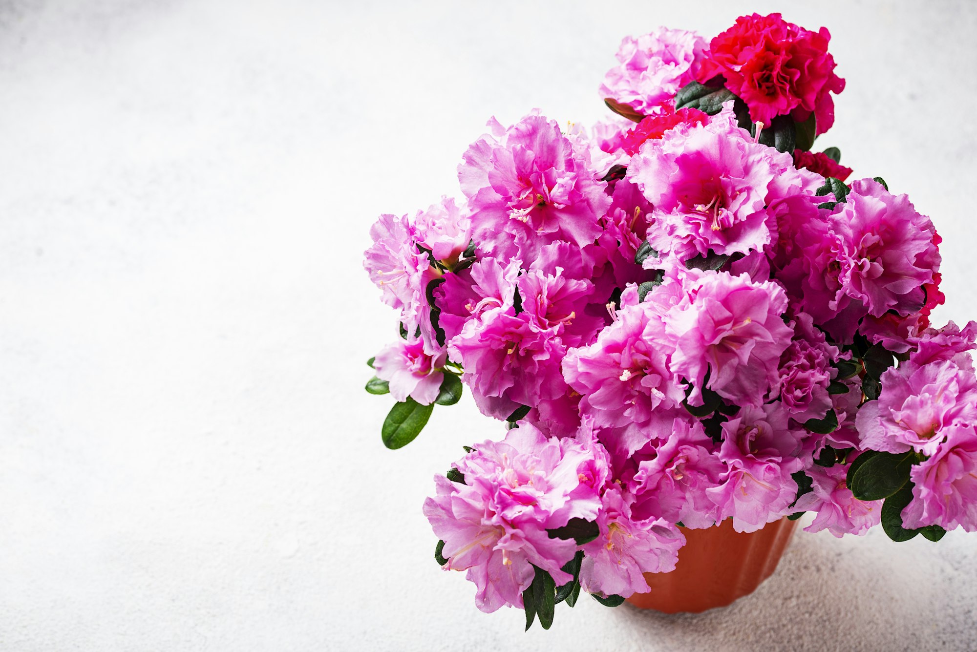 Azalea flower on light background